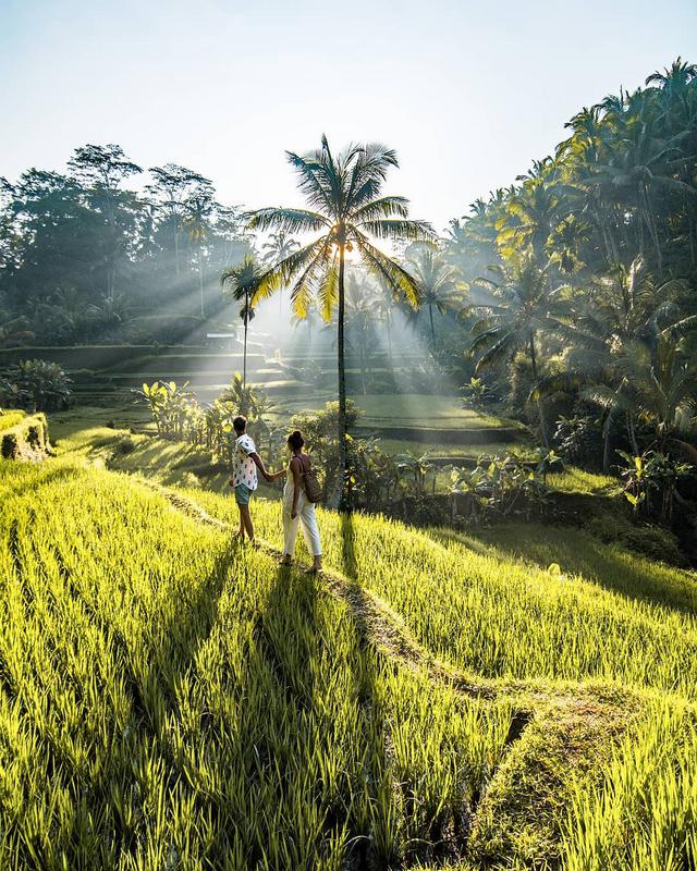 Tegallalang Rice Terrace