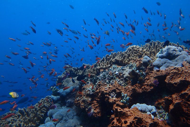 Diving Blue Corner, Manta Point and Crystal Bay