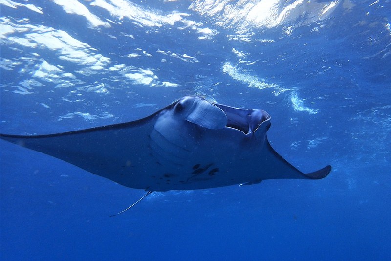 Snorkelling with manta rays