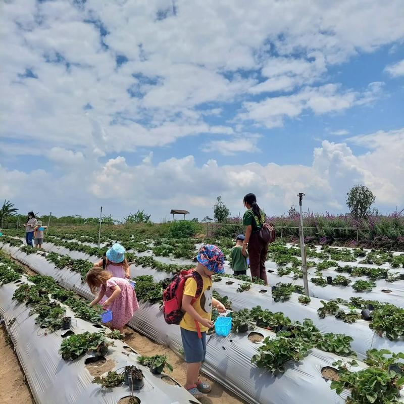 Pick Your Own Strawberries in Bali’s Highlands