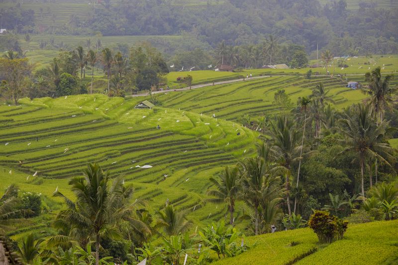 Jatiluwih Rice Terraces