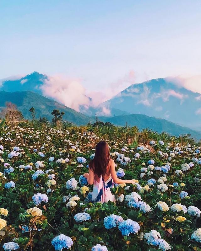 Stroll Through Hydrangea Fields - Photo by @fernandosamalot