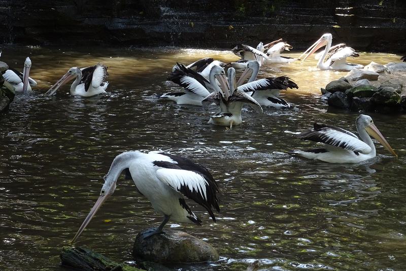 Bali Bird Park