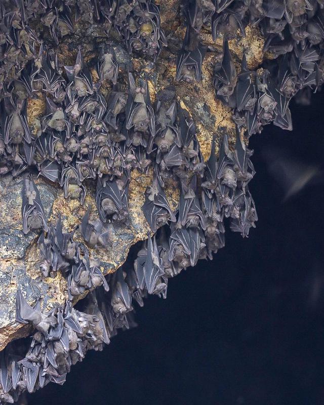 Visit the Bat Cave Temple (Goa Lawah)