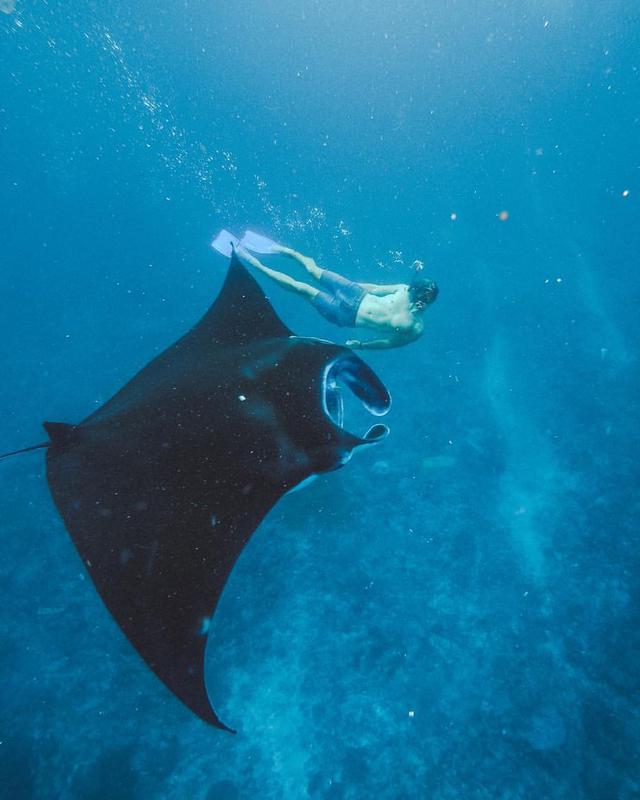 Snorkel with Manta Rays off Nusa Penida