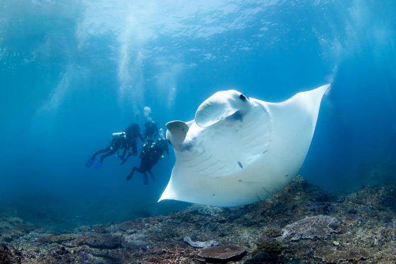 Dive into Thrilling Water activities