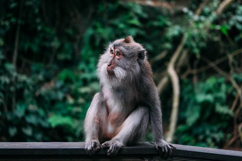 Take a selfie with Ubud’s monkeys
